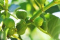 Branch of a fig tree Ficus carica with leaves and fruits. Harvest concept. Soft focus Royalty Free Stock Photo