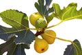 Branch of  fig tree with leaves and  fruits isolated on white Royalty Free Stock Photo