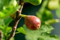 Branch of a fig tree Ficus carica with leaves and fruits in various stages of ripening Royalty Free Stock Photo