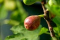 Branch of a fig tree Ficus carica with leaves and fruits in various stages of ripening Royalty Free Stock Photo