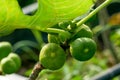 Branch of a fig tree Ficus carica with leaves and fruits in various stages of ripening Royalty Free Stock Photo