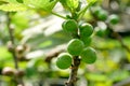 Branch of a fig tree Ficus carica with leaves and fruits in various stages of ripening Royalty Free Stock Photo