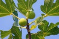 Branch of a fig tree Ficus carica with leaves and ripe fruits against blue sky Royalty Free Stock Photo