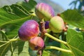 Branch of fig tree with green leaves and colorful fruits Royalty Free Stock Photo