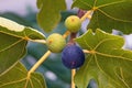 Branch of a fig tree with leaves and fruits in various stages of ripening Royalty Free Stock Photo