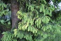 Branch of fir. Nature close-up and green.