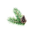 The branch of fir tree with cones on white background, watercolor illustration.