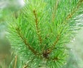 A branch of fir-tree with drops on needles after the rain closeup. Soft focus