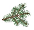 Branch of a fir-tree, isolated on a white background without a s Royalty Free Stock Photo