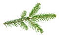 Branch of a fir-tree, isolated on a white background without a s