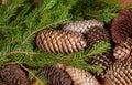 Branch of fir tree with strobiles