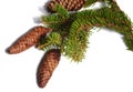 Branch of fir tree with strobiles on white background Royalty Free Stock Photo