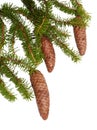 Branch of fir tree with strobiles on white background Royalty Free Stock Photo