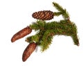 Branch of fir tree with strobiles on white background Royalty Free Stock Photo