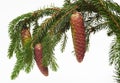 Branch of fir tree with strobiles on white background, isolated Royalty Free Stock Photo