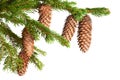 Branch of fir tree with strobiles on white background, isolated Royalty Free Stock Photo