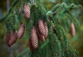 Branch of fir tree with strobiles in wild nature Royalty Free Stock Photo