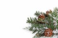 Branch of fir tree on white snow. Royalty Free Stock Photo