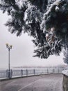 Branch of fir tree in winter day near the lake