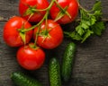 Branch with five ripe red tomatoes. Drops of water on ripe fruits. Green leaves and trunk. Royalty Free Stock Photo