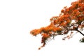 Branch of Flame tree or Royal Poinciana or Flame-boyant on isolated, and di cut on white background with clipping path. Royalty Free Stock Photo