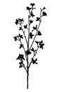 Branch of flower Forsythia - Laburnum black silhouette Royalty Free Stock Photo