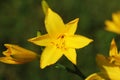 Branch of flower Hemerocallis lilioasphodelus also called Lemon Lily, Yellow Daylily