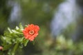 Branch with the flower of the pomegranate