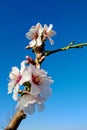 A branch of flowering almond in the bright blue sky is a sign of spring.