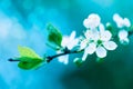 Branch of flowering aple tree in spring on light blue background Amazing artistic natural image of apple blossom on blue. Spring