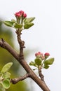 Branch of a flowering Apple tree against the sky. Pink inflorescences close-up Royalty Free Stock Photo