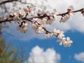 Branch of spring flowering apple tree with blue sky background Royalty Free Stock Photo