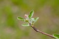 Branch of a flowering Apple tree on a green background. Pink inflorescences close-up