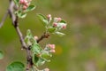 Branch of a flowering Apple tree on a green background. Pink inflorescences close-up