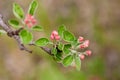 Branch of a flowering Apple tree on a green background. Pink inflorescences