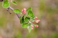 Branch of a flowering Apple tree on a green background. Pink inflorescences