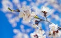 A branch of a flowering apricot - spring bloom