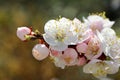 Branch of a flowering apricot tree in the spring in the garden close-up