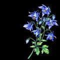 The branch flowering blue Aquilegia common names: granny`s bonnet or columbine.