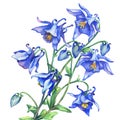 The branch flowering blue Aquilegia common names: granny`s bonnet or columbine.