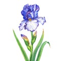 The branch flowering blue Iris with bud. Royalty Free Stock Photo