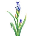 The branch flowering blue Iris with bud. Royalty Free Stock Photo