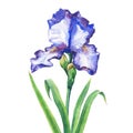 The branch flowering blue Iris. Royalty Free Stock Photo