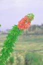 A Branch of Flowering Bougainvillea