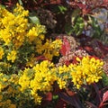 Branch of flowering broom