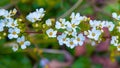 Branch of a flowering bush Meadowsweets or steeplebushes (Spiraea sp Royalty Free Stock Photo