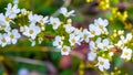 Branch of a flowering bush Meadowsweets or steeplebushes (Spiraea sp Royalty Free Stock Photo
