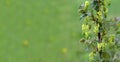 A branch of flowering currant with young leaves on a background of green grass. Springtime banner. Royalty Free Stock Photo