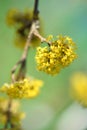 The branch of a flowering dogwoods Cornus mas in the sunlight. Soft focus Royalty Free Stock Photo