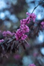 Branch of flowering eastern redbud in cold evening light. Blooming Cercis canadensis. Purple flowers on tree
